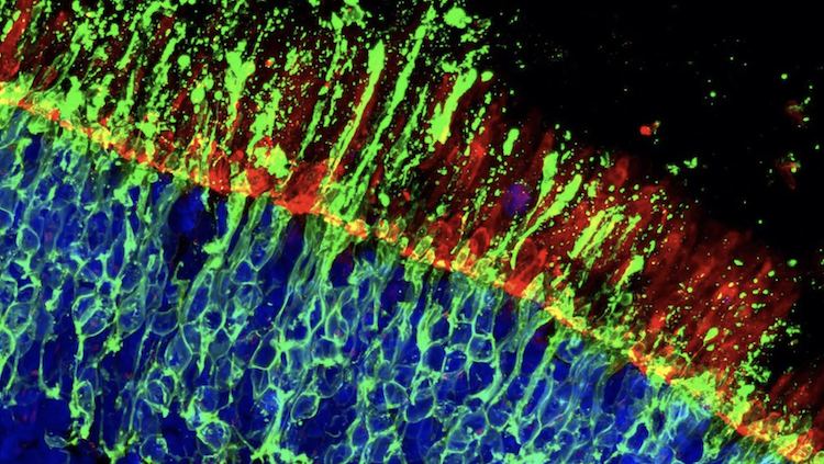 顔や色を認識する「視覚」を守る大発見!錐体視細胞を保護する新メカニズムとは?